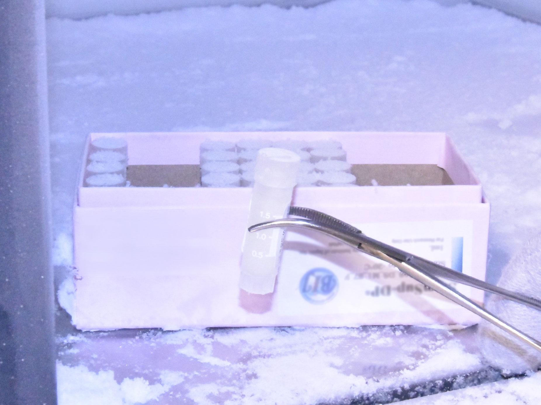 冷凍保存されたステムサップ