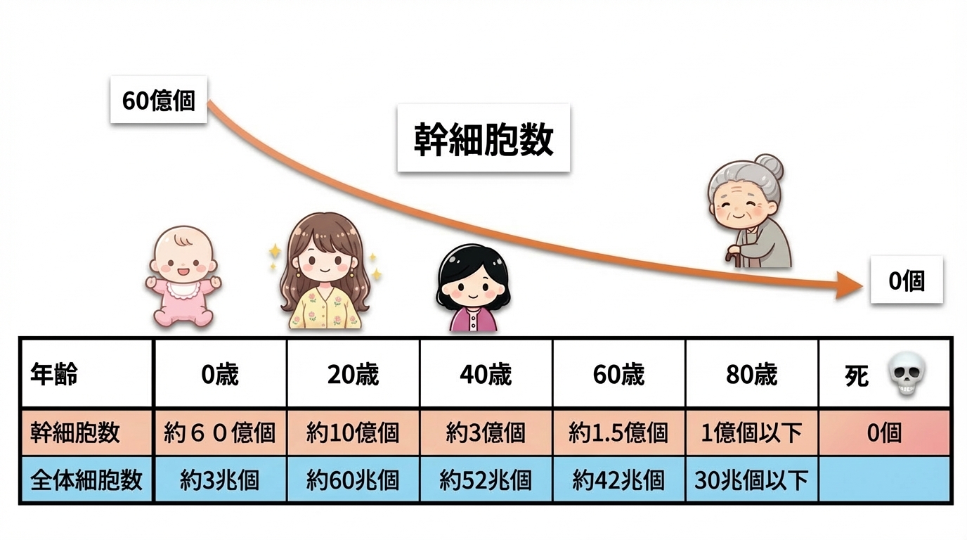 寿命と幹細胞